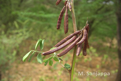 Indigofera coerulea